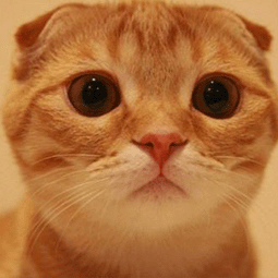 苹果手机如何使用推特